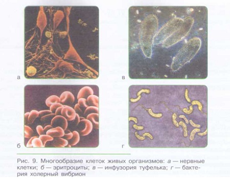 КЛЕТОЧНАЯ ТЕОРИЯ. ЕДИНСТВО ЖИВОЙ ПРИРОДЫ